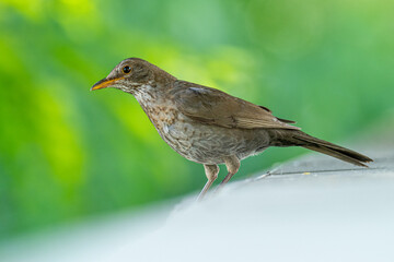 A female blackbird (Turdus merula)