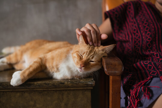 Woman stroking the cat's head