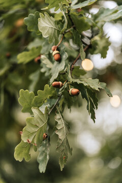 An oak branch with acorns.
