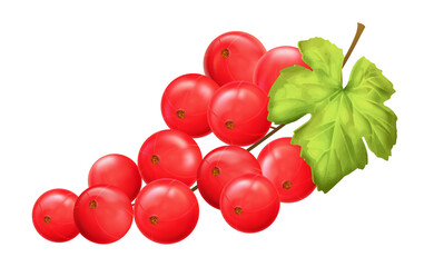 Red currant. Realistic vector illustration of berries sprig on white background