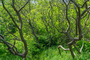 Deep lush forest framed by shapely trees and branches in Ontario, Canada