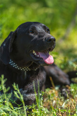 black dog with hanging ears, mongrel