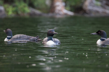  common loon or great northern diver (Gavia immer) in late summer