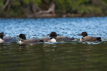  common loon or great northern diver (Gavia immer) in late summer