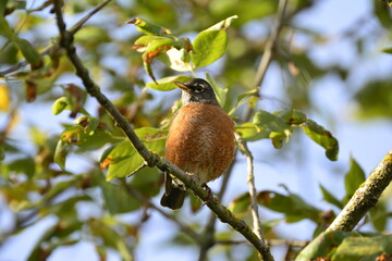 American Robin on a branch