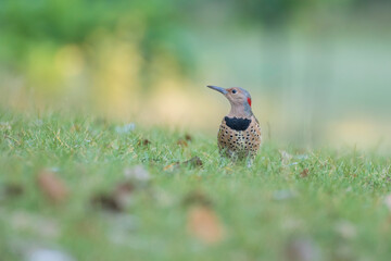 female northern flicker (Colaptes auratus) in summer