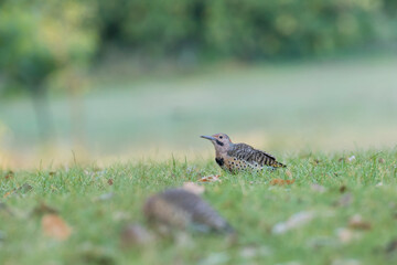 male northern flicker (Colaptes auratus) in summer