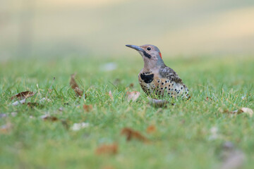 male northern flicker (Colaptes auratus) in summer