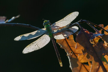 Green darner or common green darner(Anax junius) female in morning dew
