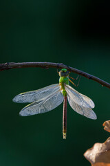 Green darner or common green darner(Anax junius) female in morning dew