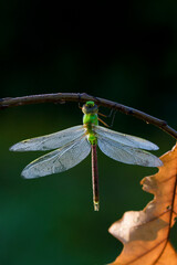 Green darner or common green darner(Anax junius) female in morning dew