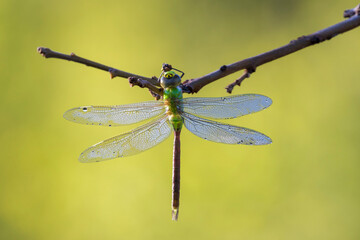 Green darner or common green darner(Anax junius) female in morning dew