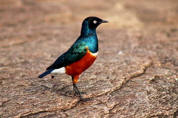 Superb starling