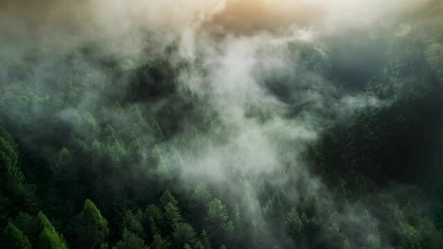 Epic nature landscape background, mist rising from the forest, flying above the trees 4k video