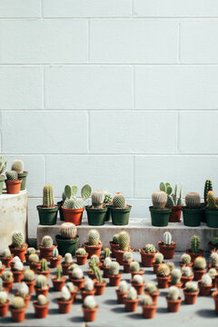 Cacti lied up on a table