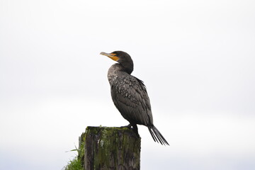 Double-crested Cormorant side view