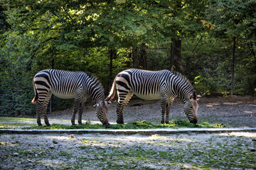 Fototapeta na wymiar Nice African zebras grazing on background of green trees.