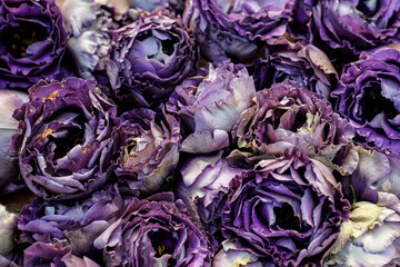 Purple lisianthus flowers create this natural background image. 