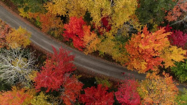 Woman walking through fall foliage in New England