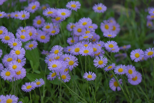 Closeup shot of purple daisies growing in a field