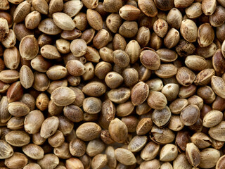 hemp seed background