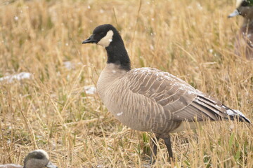 Cackling Goose at Billy Frank Jr Nisqually NWR