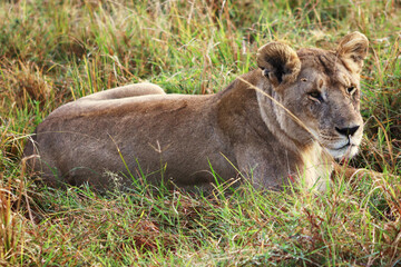 Lioness