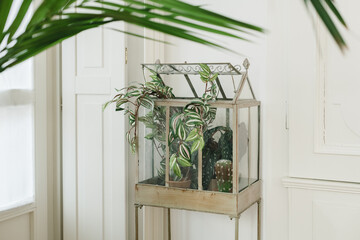 Closeup of houseplants in a mini indoor greenhouse in the house - obrazy, fototapety, plakaty