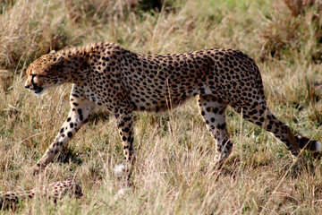 cheetah on the grass