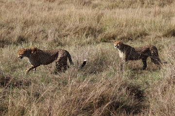 cheetah sitting in the grass