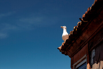 seagull 