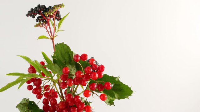 Different berries on an isolated white background, a branch of mountain ash with elderberry, homeopathy from ripe medicinal berries. viburnum berry
