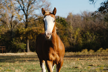 Obraz premium Fancy bald face colt horse in fall pasture of Texas field.