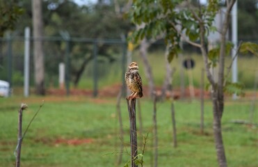 coruja olhando para o céu
