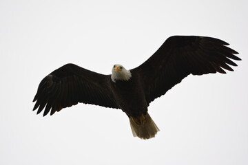 Bald Eagle looking at the camera