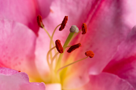 Anther and Stigma of Fragrant Pink Lily 