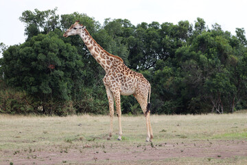 giraffe in the wild