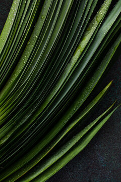 Fresh Pandan Leaves