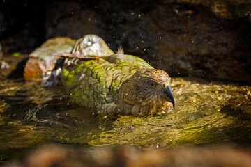 Parrot in bath. Kea, Nestor notabilis, taking bath in mountain brook, splashing water drops around. Olive green bird with curved beak. One of most intelligent and curious parrots. Habitat New Zealand
