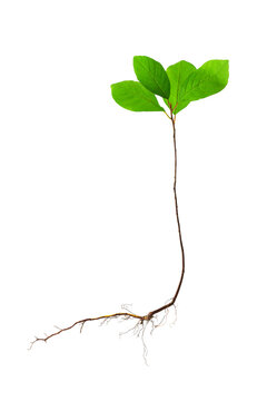 A Young Tree Shoot With Green Leaves, Isolate On A White Background