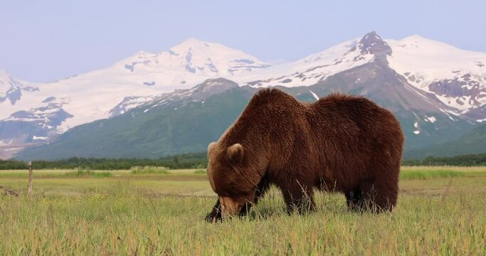 A brown bear grazes on grass in Katmai, Alaska.