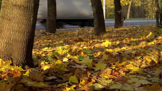Autumn. A carpet of fallen yellow leaves on the side of the road, dolly shot,