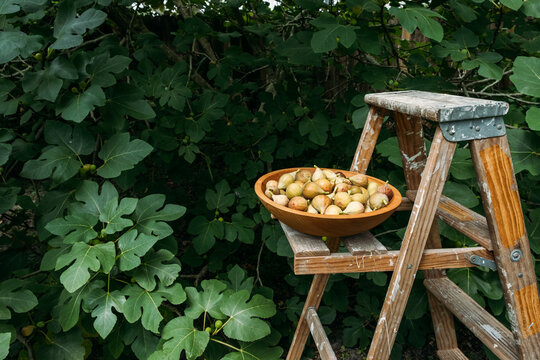 Fig Harvest and Rustic Ladder