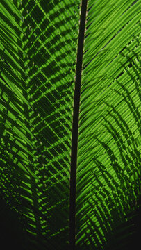 Cycad leaves