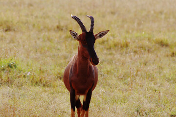 antelope in the wild