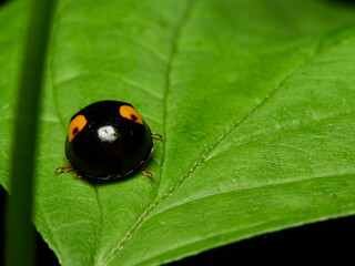 ladybug on leaf