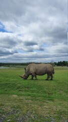 Obraz premium rhino in the grass (코뿔소)