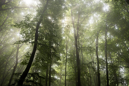 Fototapeta Fantasy forest with sun rays shining through fog