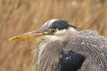 Great Blue Heron enduring the snow