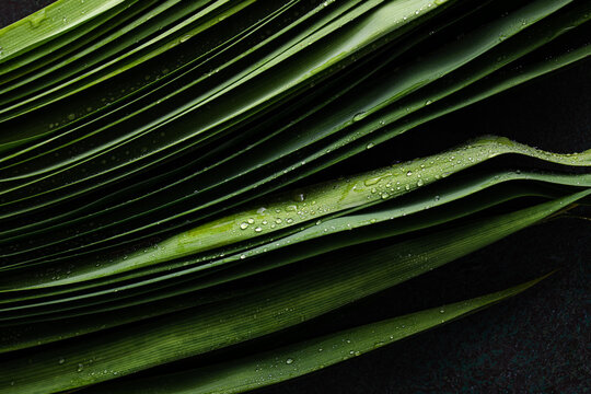 Fresh Pandan Leaves